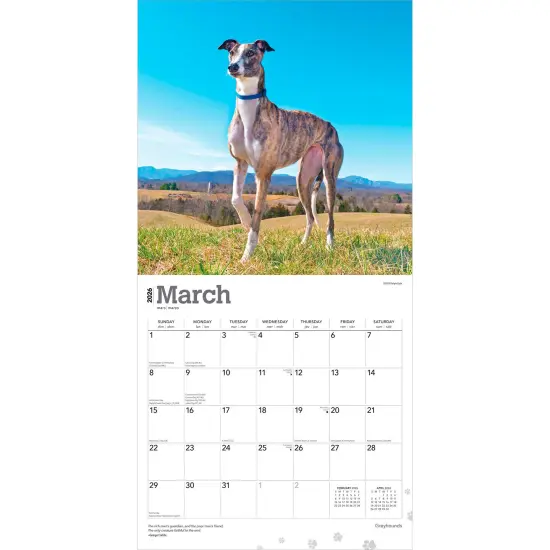 Greyhounds | 2026 12 x 24 Inch (Hanging) Monthly Square Wall Calendar | Plastic-Free {3}