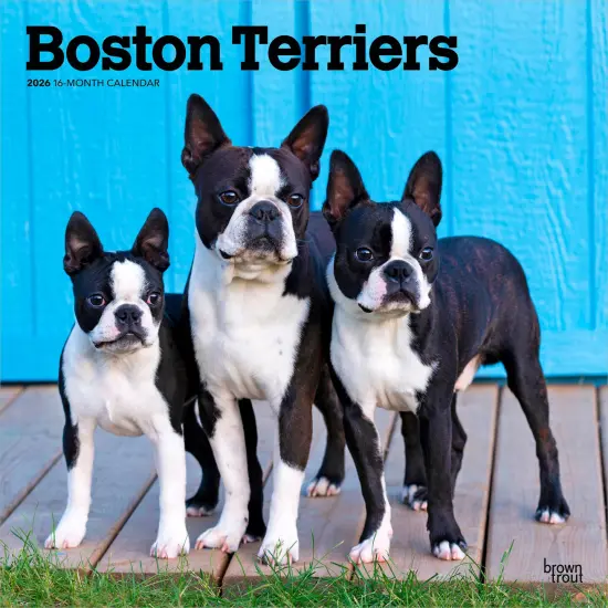 Boston Terriers | 2026 12 x 24 Inch (Hanging) Monthly Square Wall Calendar | Plastic-Free {1}