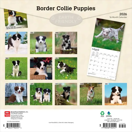 Border Collie Puppies | 2026 12 x 24 Inch (Hanging) Monthly Square Wall Calendar | Plastic-Free {2}