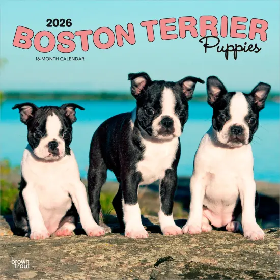 Boston Terrier Puppies | 2026 12 x 24 Inch (Hanging) Monthly Square Wall Calendar | Plastic-Free {1}