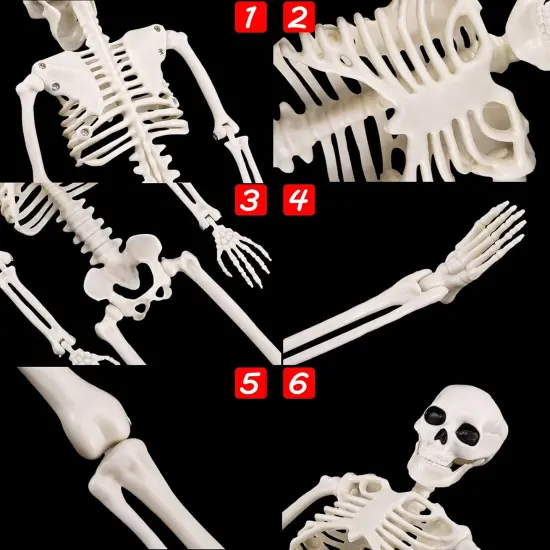 3 Packs Skeleton Halloween Decoration {3}