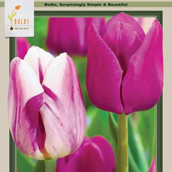 Jellyfish Triumph Tulip Mix 12 Bulbs - Purple Shades and White - 12/+ cm Bulbs {1}