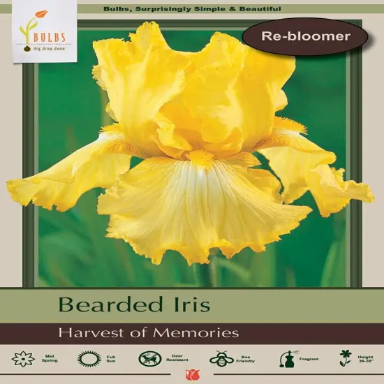 Harvest of Memories Bearded Iris - One Top Size Rhizome - Rebloomer {1}