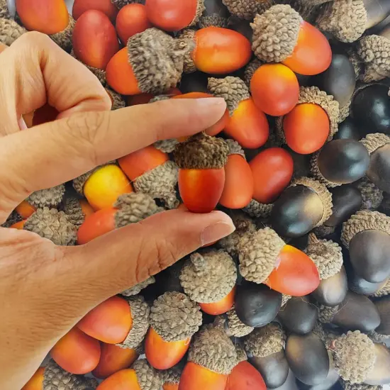 160PCS Artificial Acorns Home Vase Filler Decor {3}