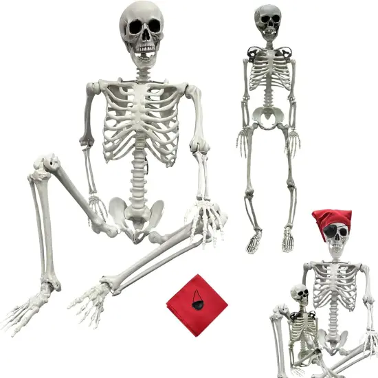 5.4ft/165cm Halloween Skeleton - Life Size Skeleton {1}