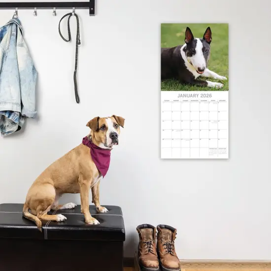 The Gifted Stationary 2026 Square Wall Calendar, Bull Terriers, 16-Month Animals Theme Hanging Calendar with 180 Reminder Stickers, Month Planner for Home, or Creative Spaces, 12x12 In Multicolor {2}