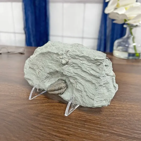 Gibson Holders 1PL Adjustable White Wire and Clear Acrylic Display Easel, 2.75" W x 3.75" D x 3.5" H {5}