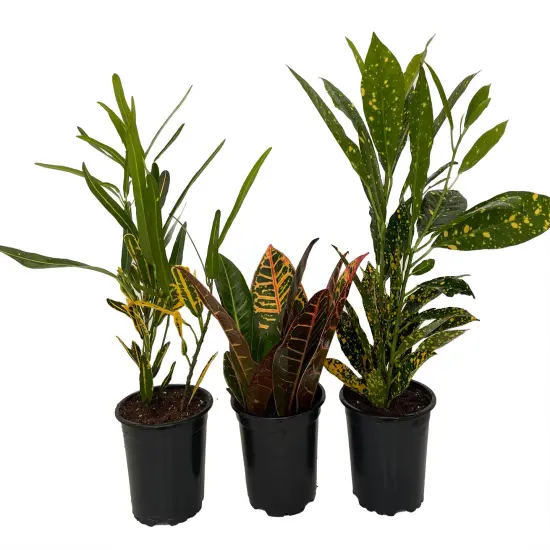 Croton Plant Assortment - 3 Pack in 4" Pots {3}