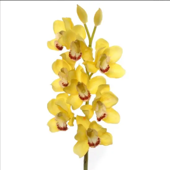 30" Cymbidium Orchid Stem - 3 PACK {6}