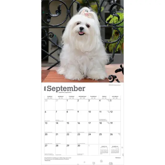 Maltese | 2026 12 x 24 Inch (Hanging) Monthly Square Wall Calendar | Plastic-Free {4}