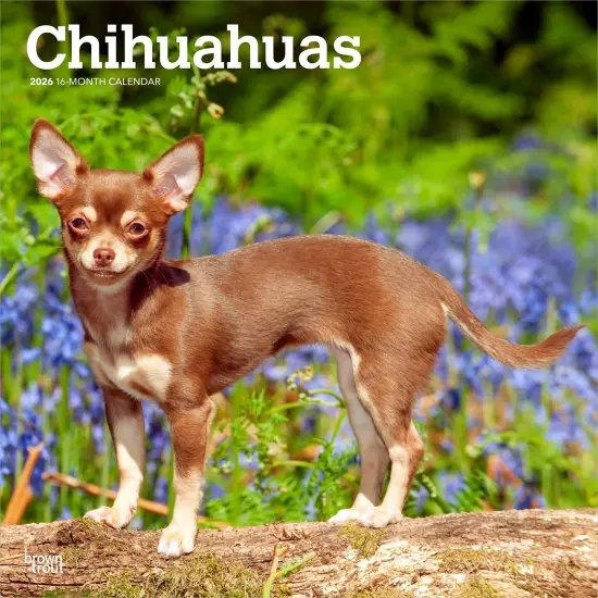 Chihuahuas | 2026 12 x 24 Inch (Hanging) Monthly Square Wall Calendar | Plastic-Free {1}