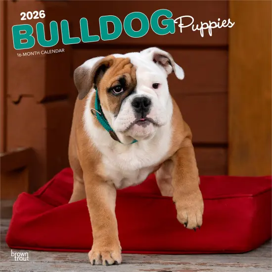Bulldog Puppies | 2026 12 x 24 Inch (Hanging) Monthly Square Wall Calendar | Plastic-Free {1}