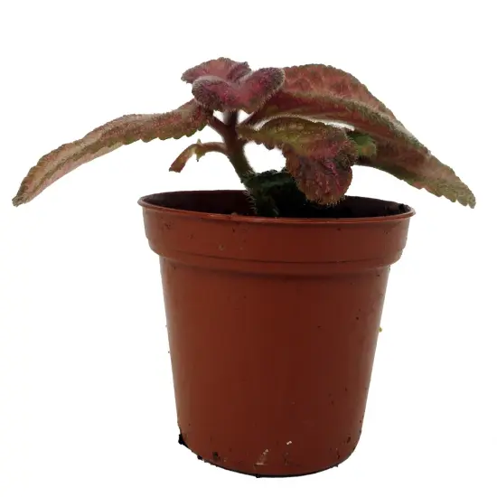 Silver Pinky Episcia - Flame Violet - Great House Plant - 2.5" Pot {1}