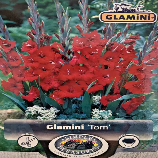 Tom Glamini Gladiolus 10 Bulbs - NEW! - Petite - 10/12 cm - Burgundy/Red {1}