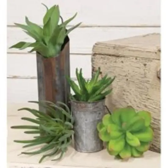 Green Torch Succulent Pick with Brown Stem {3}