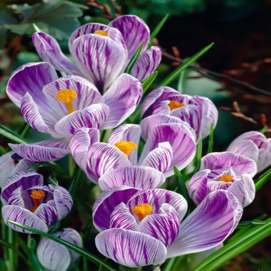 Pickwick Giant Crocus 12 Bulbs - Purple Stripes - 8/9 cm Bulbs {1}