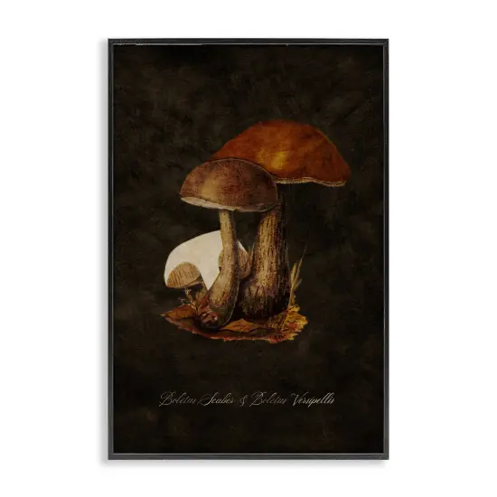 Stupell Industries Mushroom Types Study Framed Giclee Wall Art Design by Tina Higgins Designs, Inc. {1}