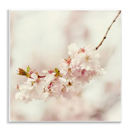 Stupell Industries Delicate Cherry Blossom Wall Plaque Art Design by Sarah Gardner {1}