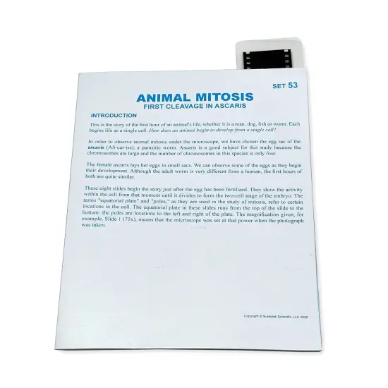 Microslide, Animal Mitosis, 35mm {1}