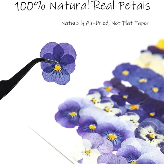 56 Pcs 8 Kinds Dried Pressed Pansies Flowers {3}