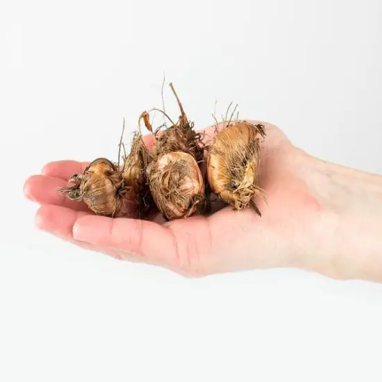 George Davidson Crocosmia - 5 Bulbs 8/10 cm - Very Hardy {4}