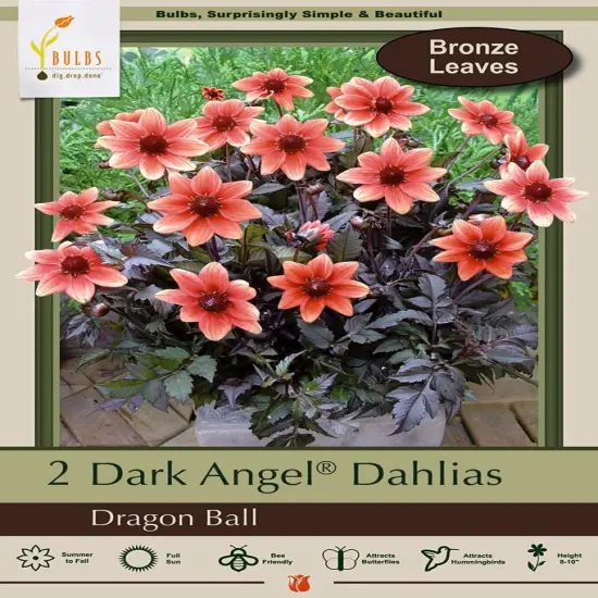 Dark Angel Dahlia - Dragon Ball - 2 Root Clumps - Dark Foliage - Compact Growth {1}