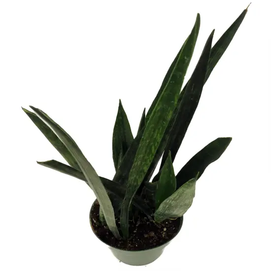 Snakeskin Snake Plant - Sansevieria - 6" Pot {3}