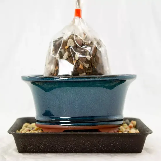 6.25" Oval Green Stain Bonsai / Succulent Pot + Soil + Tray + Rock + Mesh Kit {5}