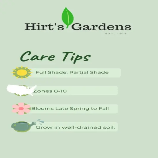 Switzerland Multiflora Maxima Begonia - 2 Bulbs 6/+cm Bulbs - Dark Foliage {3}