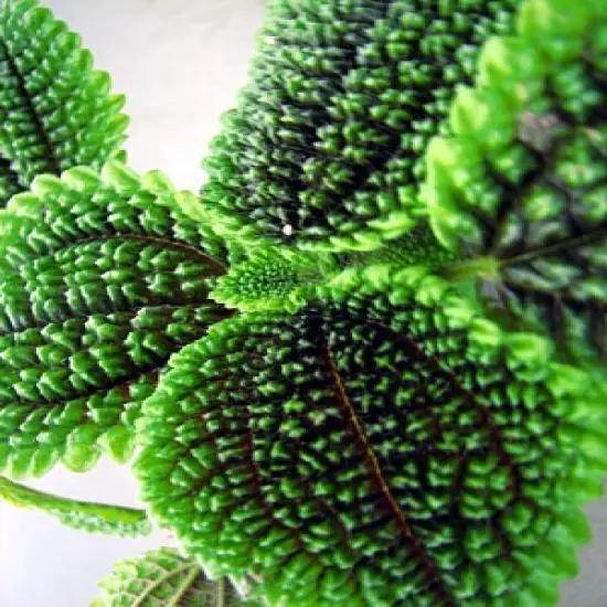 Moon Valley Plant - Pilea mollis - Vibrant & Unique Houseplant - 2" Pot {4}