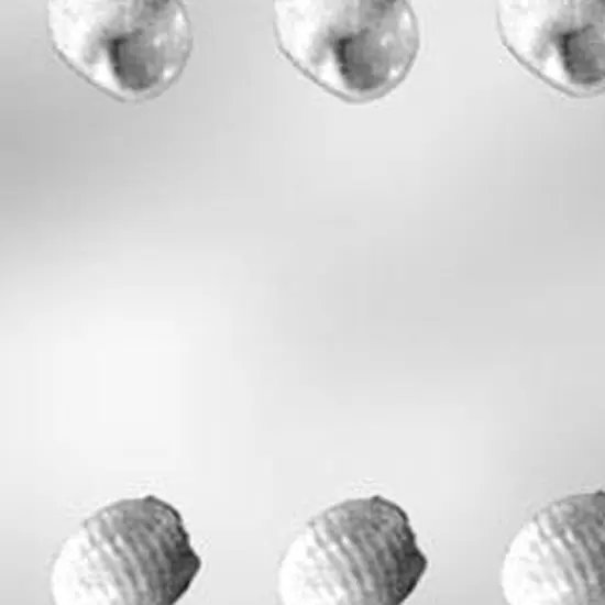 3D Seashell Chocolate Mold for Crafting Edible Treats {4}