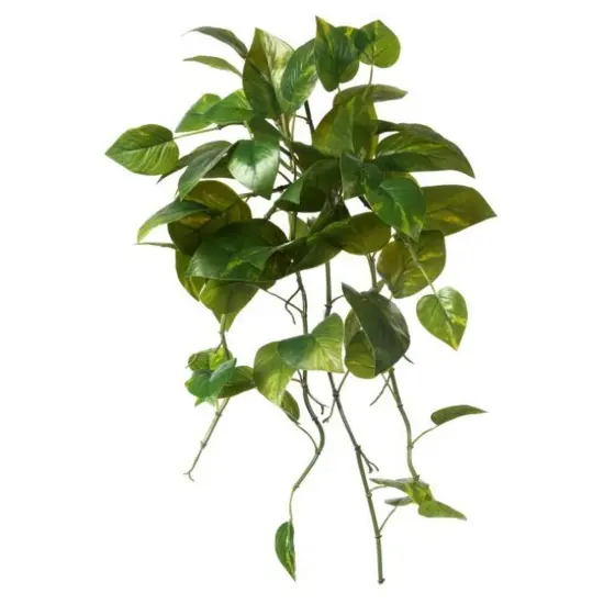 Foliage Greenery Pothos Bush 24" {1}