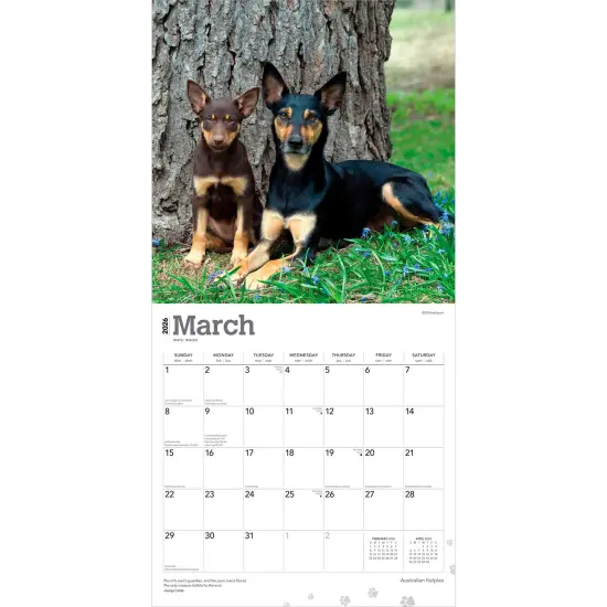 Australian Kelpies | 2026 12 x 24 Inch (Hanging) Monthly Square Wall Calendar | Plastic-Free {3}