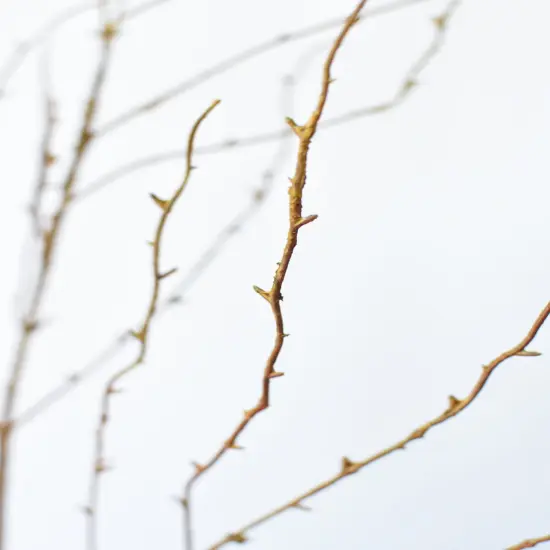 40" Faux Light Brown Twig Branch Stem {5}