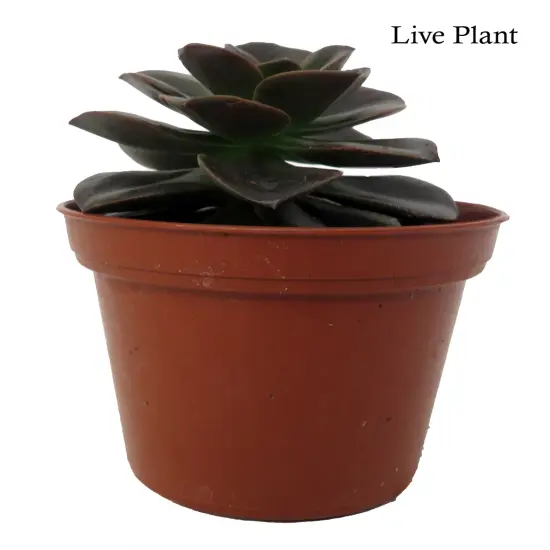 Burgundy Pearl Desert Rose Succulent - Echeveria- 2.5" Pot {2}