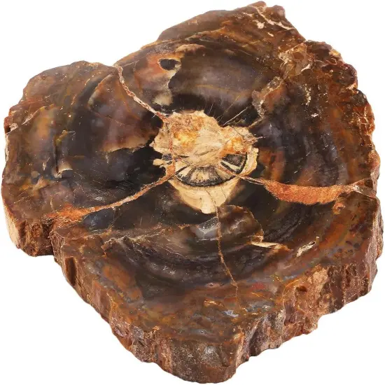 Natural Irregular Petrified Wood Stones Coaster {1}