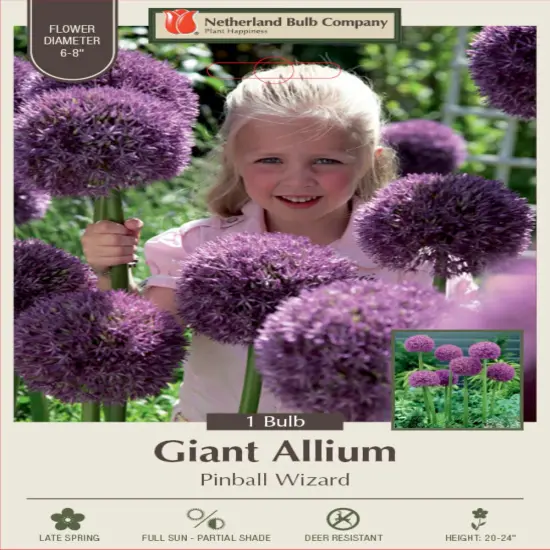 Pinball Wizard Allium - Flowering Onion - 1 Bulb - 20/+ cm Bulb {1}