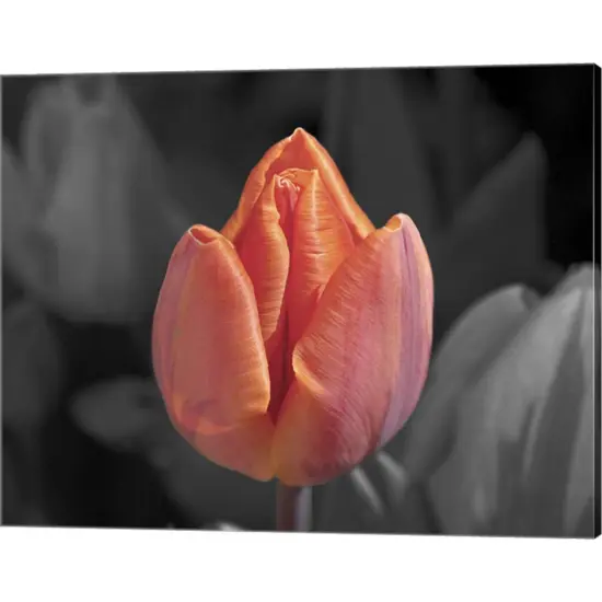 Mono Tulip by Toula Mavridou-Messer 20" x 16" Canvas Wall Art {1}