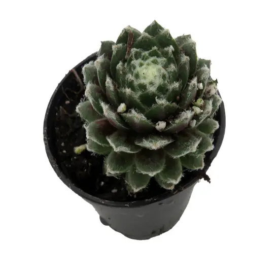 Chick Charmlettes&reg; Nerdy Nelly - Sempervivum - 2" Pot {2}