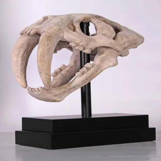 Saber Tooth Tiger Skull Life Size Statue {3}