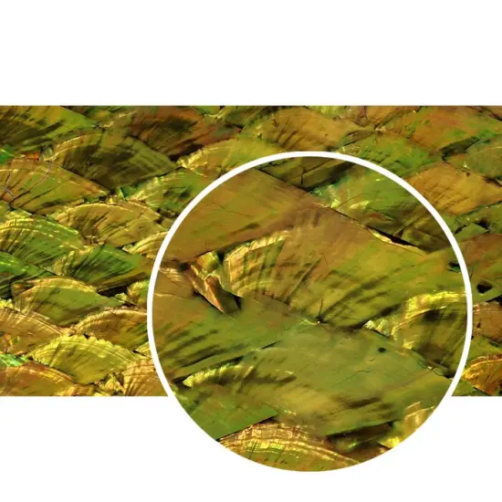 Shell Veneer, 5.5 x 9.5 inches | WMOP, BMOP, Abalone | Includes 3M Adhesive Sheet for Application, Great for Inlay Projects Pearl Old Gold {2}