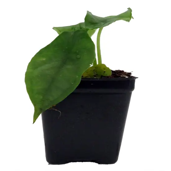 Dragon Breath African Mask Plant - Alocasia - 2.5" Pot {1}