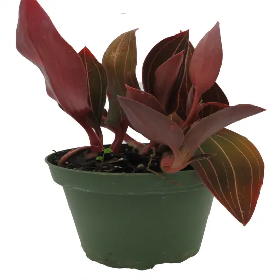 Red Jewel Orchid Plant - Ludisia discolor - RARE -4" Pot-Spectacular Foliage/Flowers {1}