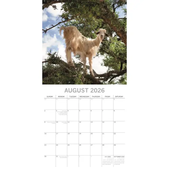 The Gifted Stationary 2026 Square Wall Calendar, Goats in Trees, 16-Month Animals Theme Hanging Calendar with 180 Reminder Stickers, Month Planner for Home and Creative Spaces, 12x12 In Multicolor {3}