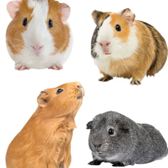 Decorative Stickers - Animals Bargain Bundle {2}