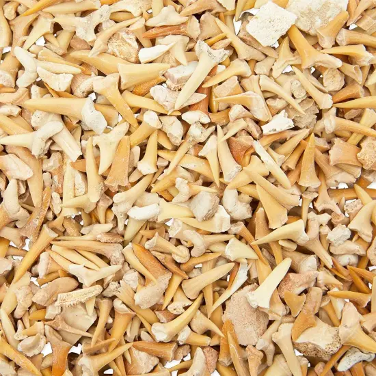 Shark Teeth Bone Replicas Set (1 Pound), Authentic Mixed Grade, 3 Species Types, Genuine Moroccan Real Authentic Tooth Collection Brown {4}