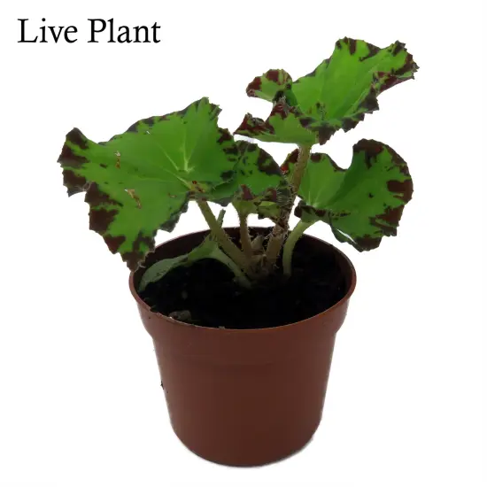 Baby Dress Begonia Plant - 2.5" Pot - Terrarium/Fairy Garden/HousePlant {2}