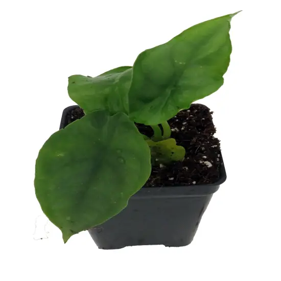 Dragon Breath African Mask Plant - Alocasia - 2.5" Pot {3}