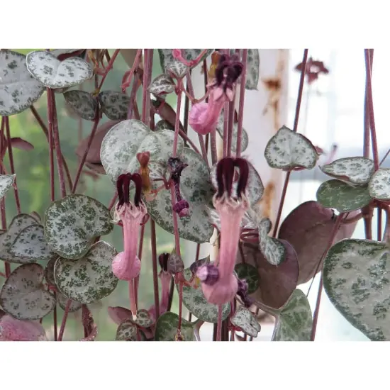 String of Hearts - Hearts Entangled -Ceropegia woodii-2.5" Pot-Collector' Series {4}