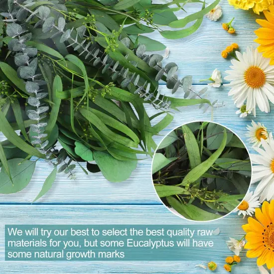 12Pcs Mixed Real Dried Eucalyptus Leaves Stems - Preserved Eucalyptus Branches, Silver Dollar Eucalyptus, Seeded Eucalyptus Bouquets for Vase Floral Arrangements Wedding Greenery Decor {4}